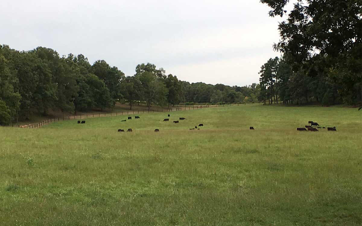 Cows in Pasture