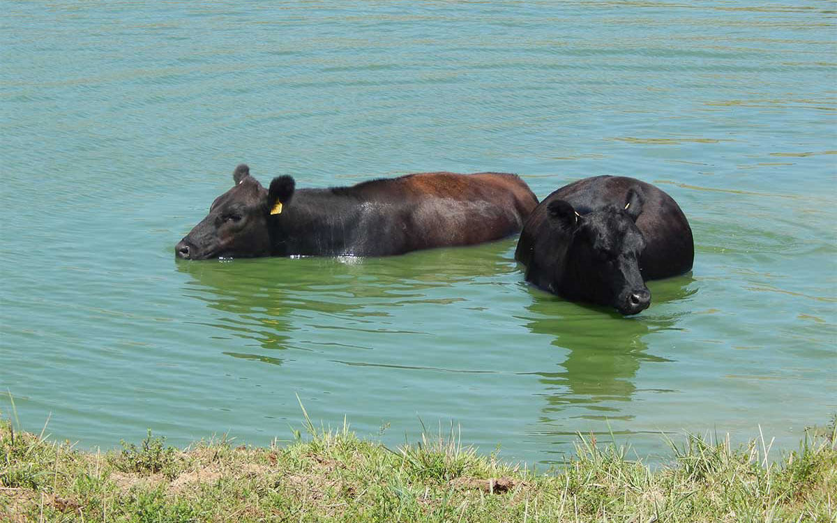 Cows in Water