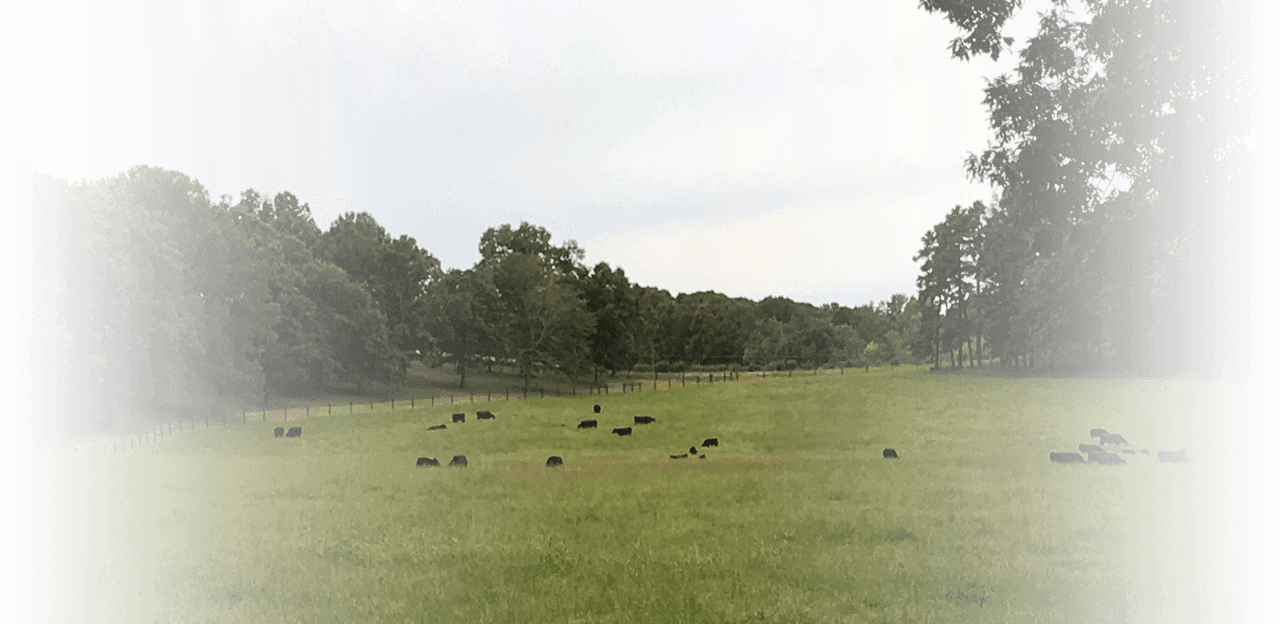 Cows in a pasture